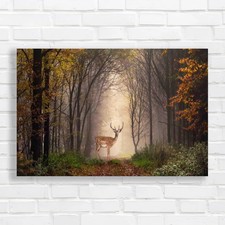 Misty autumn forest - autumn, with