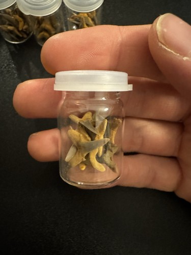 Old shark teeth - shark, jar