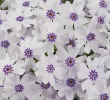 Creeping phlox subulata - phlox,