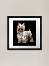 Australian Silky Terrier