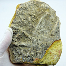 Jurassic  Coast Fossil Pentacrinites Sea Lily Crinoid Charmouth Dorset UK +Stand