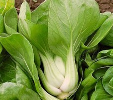 CABBAGE PAK CHOI WHITE STEM  5