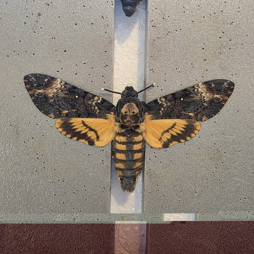 Acherontia atropos death - acherontia, head