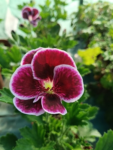 Pelargonium black prince - pelargonium, prince'