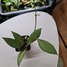 HOYA  NICHOLSONIAE NEW GUINEA