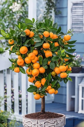 Calamondin calamansi orange - calamondin,