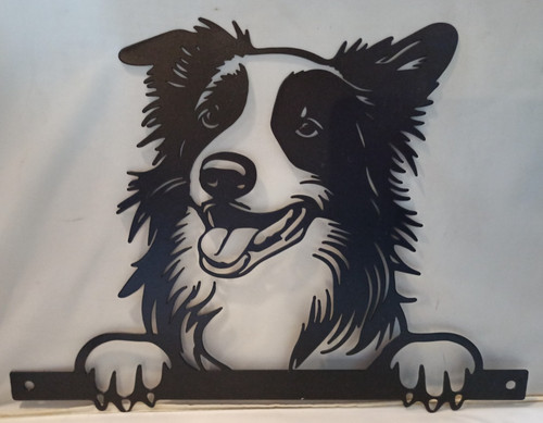 Peeking border collie dog - collie,