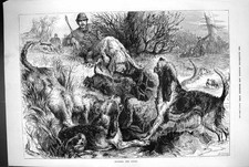 Antique Print 1883 Otter