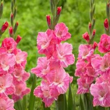 12 x GLADIOLI Pink Friendship