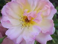 Rosa 'Phyllis Bide' Rambling