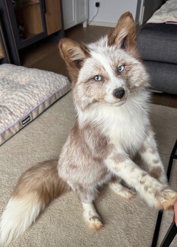 Amber ringneck fox - fox, softmount
