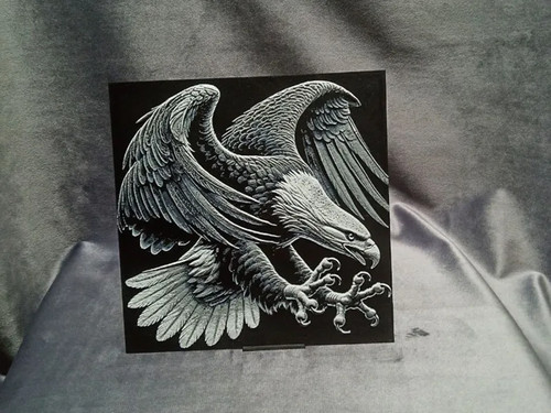 Bald eagle - bald,