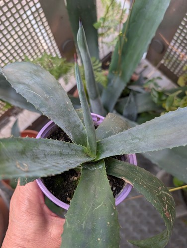 Century plant agave - century,