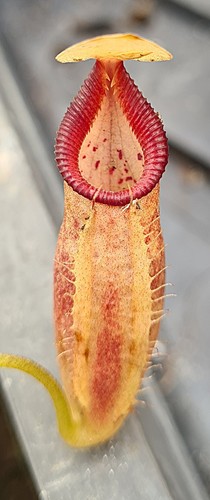 Nepenthes ovata be3919 - nepenthes,