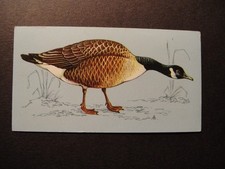 TETLEY TEA BRITISH BIRDS #44 CANADA GOOSE