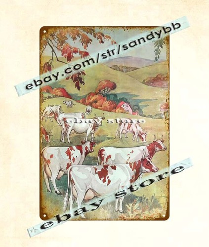 Cow farm livestock guernsey - farm,