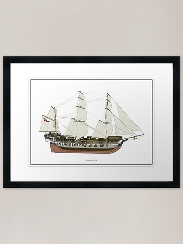 Hms beagle cutaway framed art - cutaway,