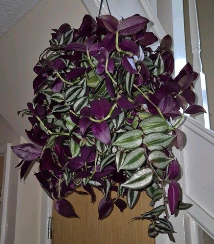 Tradescantia zebrina rooted - tradescantia,