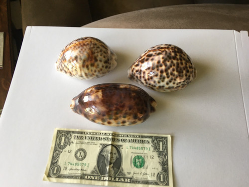 Lot large tigris - lot, 3