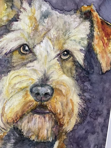 Irish terrier dog airedale - terrier,