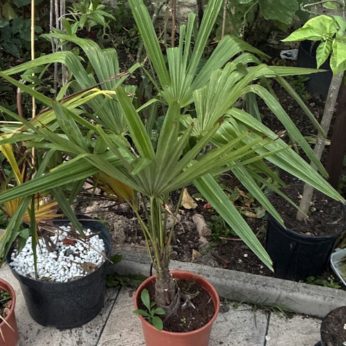 Palm tree trachycarpus potted - palm,