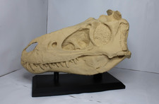 Dinosaur Skull Replica -