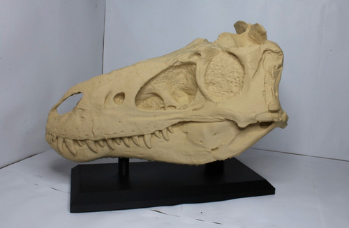 Dinosaur skull replica - dinosaur,
