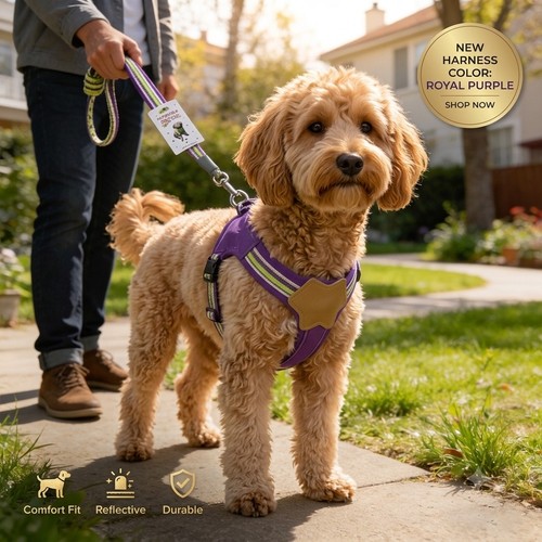 Dog harness and - dog,