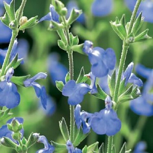 Blue flowering salvia - blue,