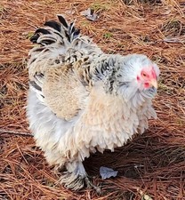 Bantam Cochin Hatching Eggs ~