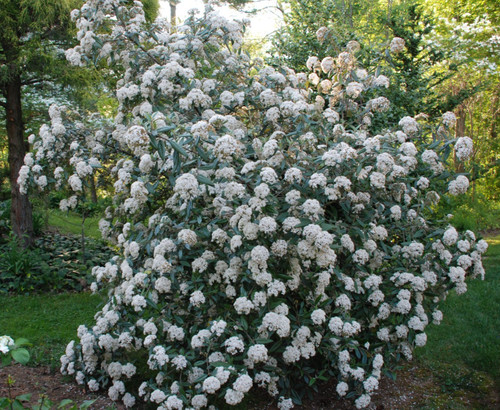 Viburnum pragense perennial - viburnum,