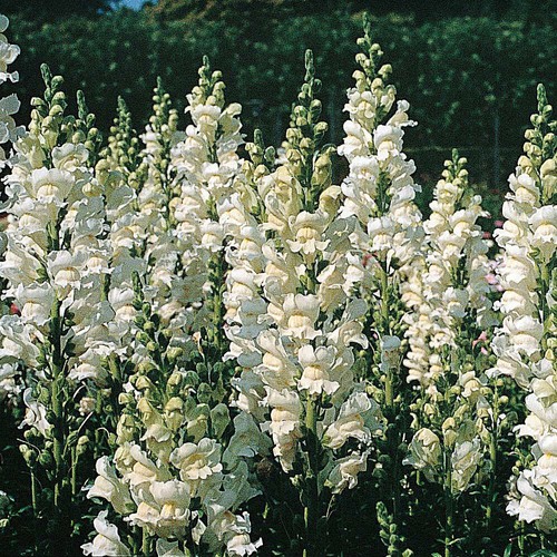 Thompson morgan antirrhinum - thompson, &