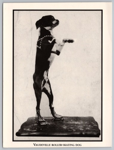 Ripley curioddities - ripley's,