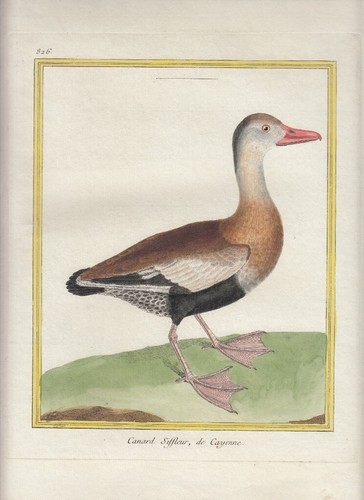 Hand colored martinet histoire - hand,