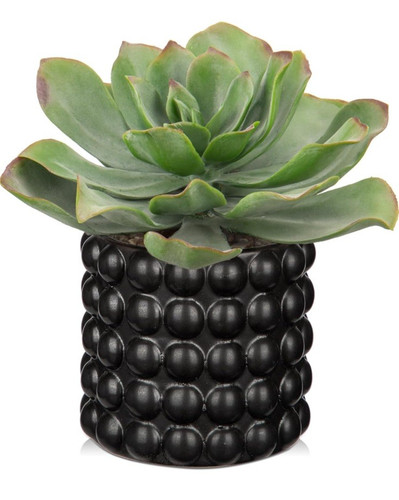 Succulent black bubble pot - succulent,