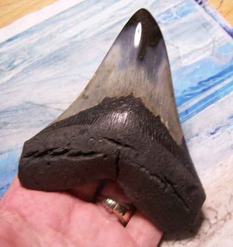 Megalodon shark tooth 8 - shark,
