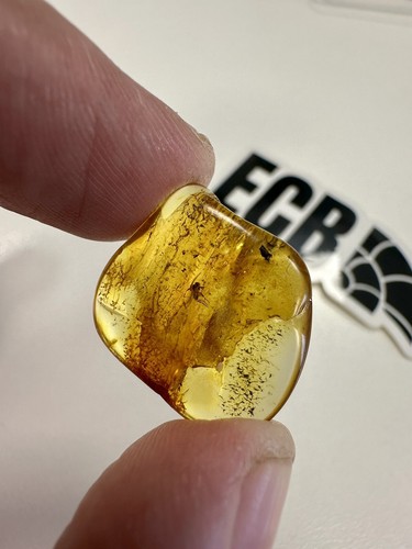 Baltic amber with mosquito - amber,