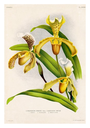 Cypripedium insigne varietates - insigne,
