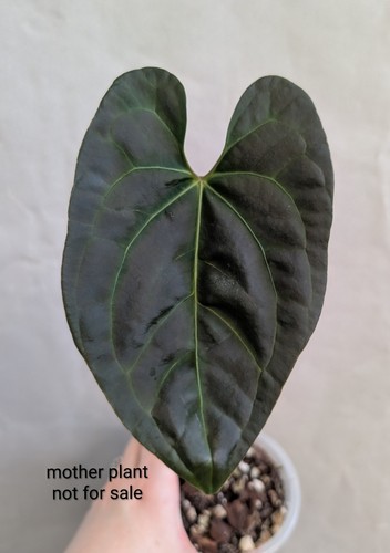 Anthurium papillilaminum x - anthurium,