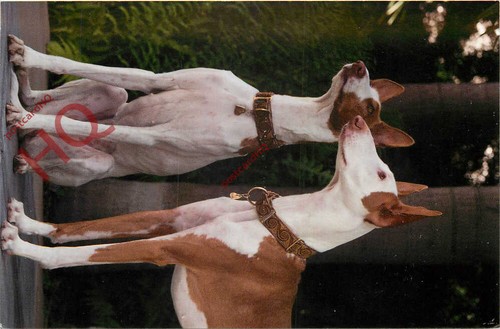 Picture postcard dogs ibizan - picture, postcard:;dogs,