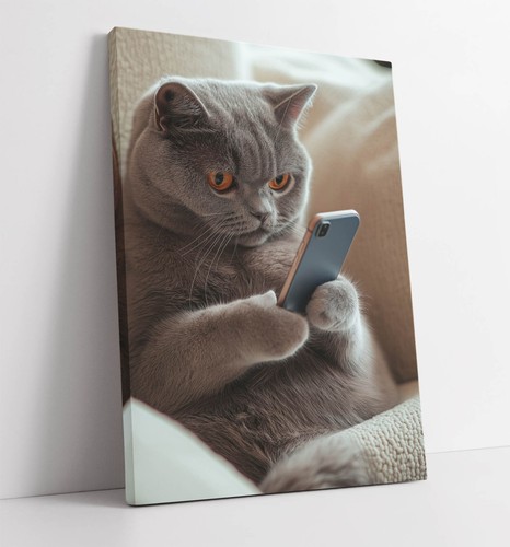 Grey british shorthair - grey,