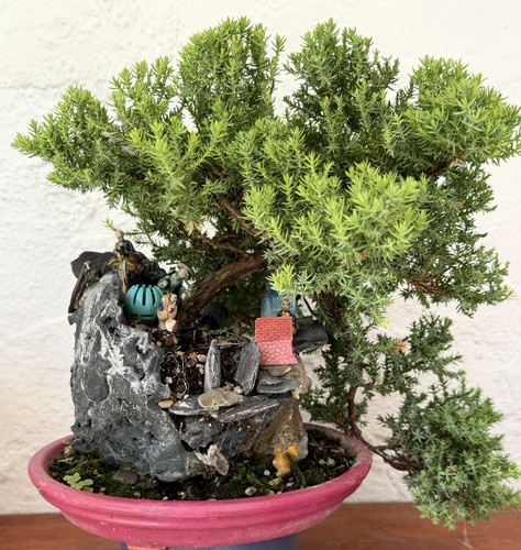 Bonsai tree juniper - tree🌲juniper, in