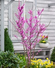 Cercis Merlot Chinese Redbud  - XXXL 3Lt Pot Flowering Hardy Deciduous Tree