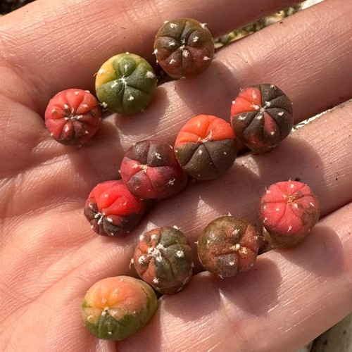 5pcs 1cm astrophytum - astrophytum, asturias