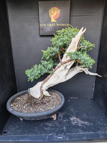 Tanuki needle juniper - tanuki,