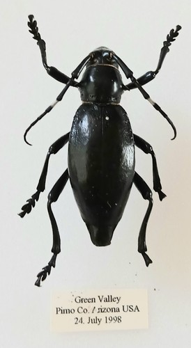 Moneilema gigas longhorn - gigas,