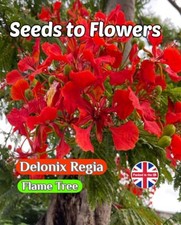 DELONIX REGIA - FLAME TREE - FLAMBOYANT TREE - TROPICAL - 8 BEST QUALITY SEEDS 