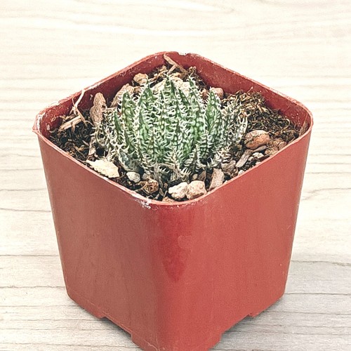 Succulent live plant - live,