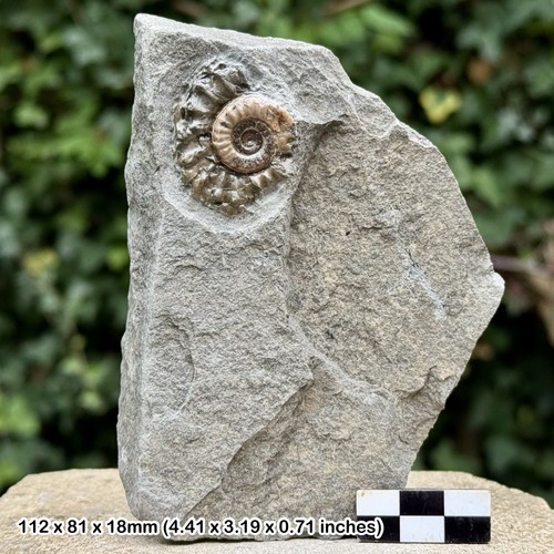 Promicroceras calcite ammonite - calcite,