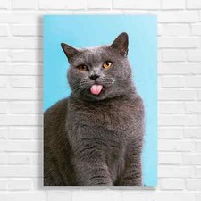Curious Cat Canvas Print Large Picture Wall Art